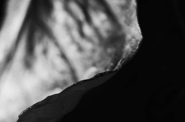 Ölü kuru kahve yaprağı kenarı siyah arka planda izole edilmiş. Çok sığ bir alan derinliği. Siyah ve beyaz.