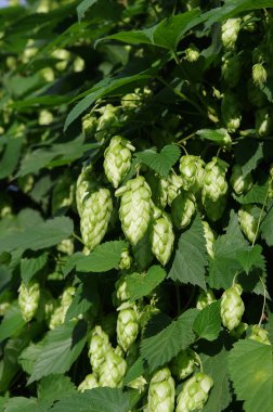 Ukrayna 'nın başkenti Kyiv yakınlarındaki bir ormanda yabani yeşil zıplamalar (Humulus lupulus)