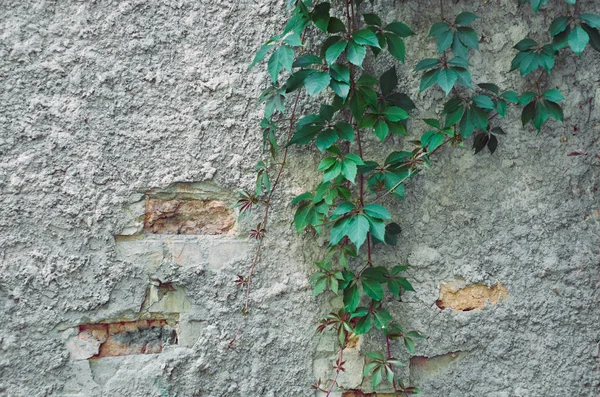 Parthenocissus inserta (Woodbine) sarmaşıklı eski yıpranmış sıva duvarı — Stok fotoğraf