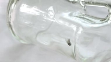 Şişenin içinde alkol kalıntısına sıkışmış sinek videosu. Bedenini ve kanatlarını şişenin duvarındaki yapışkan alkol sıvısından kurtarmak için çaresizce bacaklarını hareket ettiriyor. Yakın plan çekim. Çalma hızı normalin 14.5 katı.