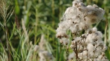 Kuru sürünen devedikeni (Cirsium arvense, Kanada devedikeni, mısır devedikeni, lanetli devedikeni) kapanışı. Tüylü pappus ve şişmiş çiçekler yazın sonunda, sonbaharın başında, doğal ortamlarında.