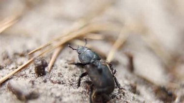 Kara orman karıncaları Lucanus cervus dişisine saldırır (erkek böcek türü). Doğal ortamında makro gündüz çekimi. Avrupa, Ukrayna, Kyiv