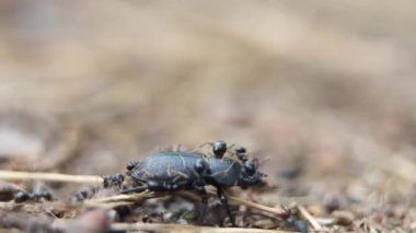 Kara orman karıncaları Lucanus cervus dişisine saldırır (erkek böcek türü). Doğal ortamında makro gündüz çekimi. Avrupa, Ukrayna, Kyiv