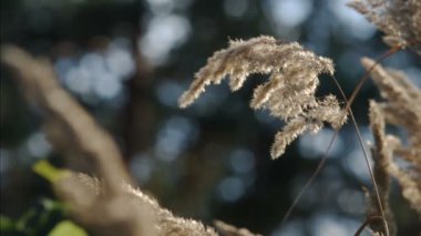 Gelişen Calamagrostis epigeios (odun küçük sazlık, çalı, sazlık) hafif rüzgarla hareket eder. Etrafta uçan küçük böcekler. Odaklanmamış arkaplan (bokeh)
