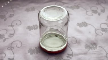 Yuva sineği cam kavanozun içinde kendini temizliyor.