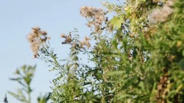 Sürünen dikenli devedikeni (Cirsium arvense, Kanada devedikeni, mısır devedikeni, lanetli devedikeni) yazın sonunda, sonbaharın başında doğal ortamlarında tüy yumağı ve şişmiş çiçekler