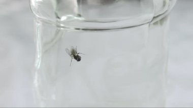 Bir şişenin içindeki alkol kalıntısına sıkışmış sinek. Bedenini ve kanatlarını şişenin duvarındaki yapışkan alkol sıvısından kurtarmak için çaresizce bacaklarını hareket ettiriyor. Yakın çekim..