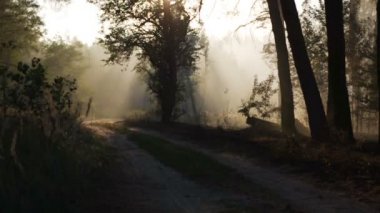 Yol, ağaçlar, günbatımı, orman yangını dumanı ve güneş ışınları olan atmosferik yaz ormanı sahnesinin videosunu hızlandırın. Duman rüzgarla hareket eder.