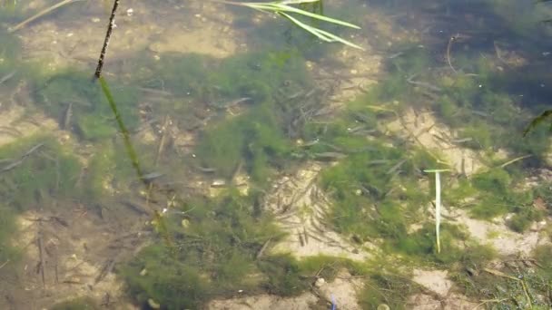 Meerdere Kleine Jonge Vissen Zwemmen Buurt Van Bos Meer Kust — Stockvideo