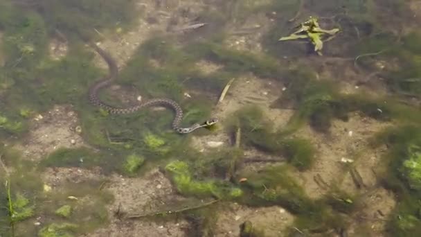 Европейская Травяная Змея Natrix Natrix Ожидающая Охотящаяся Рыбу Берега Озера — стоковое видео