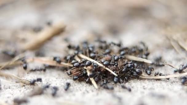 Las Hormigas Del Bosque Negro Pululan Comen Lombriz Macro Luz — Vídeos de Stock