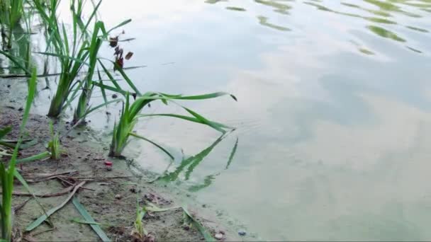 Escena Idílica Del Lago Del Bosque Ondulaciones Agua Cañas Comunes — Vídeo de stock