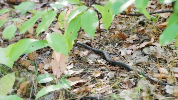 Couleuvre à graminées (Natrix natrix) se déplaçant à travers les feuilles et l'herbe de la forêt. Chute .