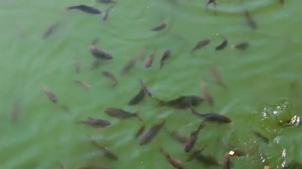 Alimentação Peixes Lagoa Peixe Perseguir Comida Ondas Água Tiro Ângulo — Vídeo de Stock