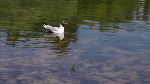 Gaviota Cabeza Negra Busca Peces Para Pescar Lago Forestal Cerca — Vídeo de stock