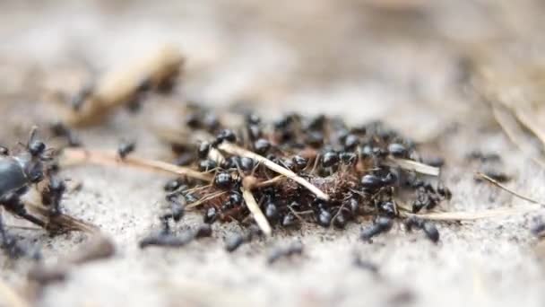 Enjambre Hormigas Del Bosque Negro Atacar Comer Gusano Lucanus Cervus — Vídeo de stock