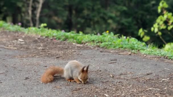 ユーラシアの赤いリス公園で食べ物をスカベンジ アスファルトの道路 閉鎖された人はいない — ストック動画