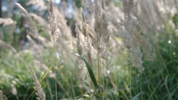 Blossoming Calamagrostis Epigeios Wood Small Reed Bushgrass Reedgrass Moving Light — Stock Video