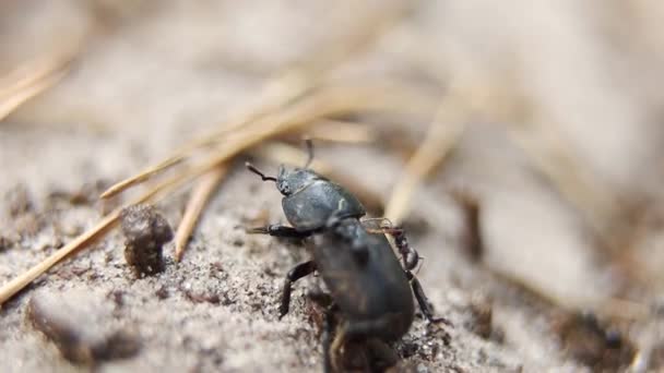 Les Fourmis Forêt Noire Attaquent Lucanus Cervus Femelle Adulte Espèces — Video