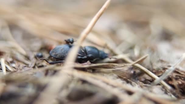 黒い森のアリがルカヌス ケルベスの成虫のメス クワガタムシの種 を攻撃する 自然生息地で撮影されたマクロ日光 ヨーロッパ ウクライナ キエフ — ストック動画