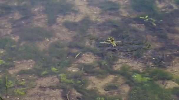 ヨーロッパの草蛇 ナトリクス ナトリックス は湖の岸近くで速く泳いで魚を狩る 水の中の小さな魚や緑藻の多さ 追跡装置を閉めろヨーロッパ ウクライナ キエフ — ストック動画