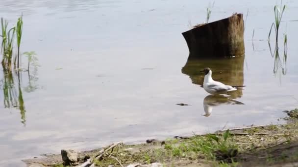 Czarnowłosa Mewa Rozgląda Się Jeziorze Niedaleko Brzegu Odlatuje Dorosłe Letnie — Wideo stockowe