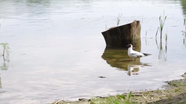 Gaviota Cabeza Negra Capturando Peces Volando Lejos Lago Del Bosque — Vídeo de stock