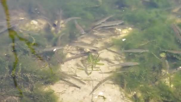 Множество Мелких Молодых Рыбок Плавающих Лесного Берега Озера Зеленые Водоросли — стоковое видео