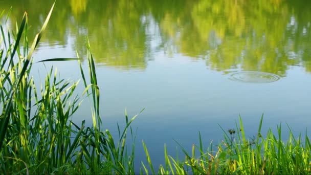 Идиллическая Сцена Лесного Озера Рябь Воде Камыш Обыкновенный Phragmites Australis — стоковое видео