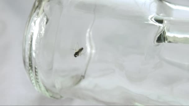 Mouche Coincée Dans Des Résidus Alcool Intérieur Une Bouteille Bouge — Video