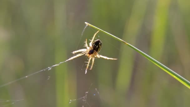 Agité noir jaune Argiope araignée se précipitant loin. Rétro-éclairage. Belle journée ensoleillée. Fond vert lisse. Gros plan 