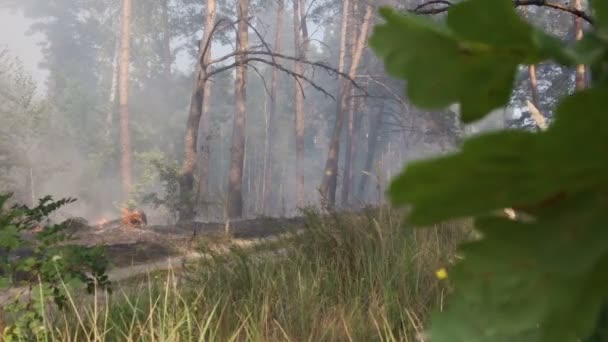 Kijów Ukraina Sierpnia 2015 Pożar Lasu Dvrz Dym Spalone Drzewa — Wideo stockowe