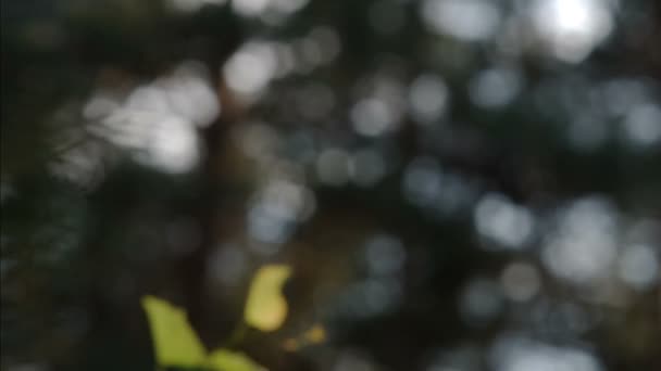 Fond bokeh forestier avec des feuilles et de l'herbe autour du cadre se déplaçant avec un vent léger. Jour d'été .