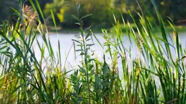 Scène de lac de forêt idyllique, ondulations sur l'eau, roseaux communs (Phragmites australis) agitant par le vent. Journée ensoleillée d'été. Personne. 