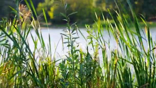 Idyllische Bos Meer Scène Rimpelingen Het Water Gemeenschappelijke Riet Phragmites — Stockvideo