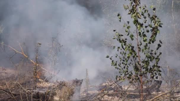 森林大火 烧毁的树 植被和地面 风卷着烟 — 图库视频影像