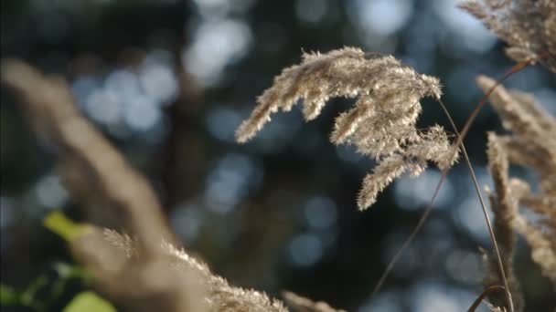 Blossoming Calamagrostis Epigeios Wood Small Reed Bushgrass Reedgrass Moving Light — 图库视频影像