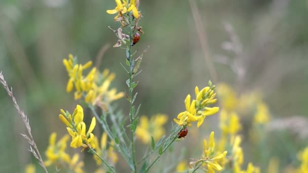 Dos Escarabajos Rojos Coccinellidae Mariquitas Mariquitas Cazando Áfidos Genista Flores — Vídeos de Stock