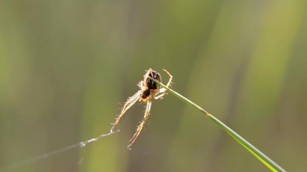 焦急的黑色黄色箭头蜘蛛 阳光灿烂的一天 光滑的绿色背景 近距离拍摄 — 图库视频影像