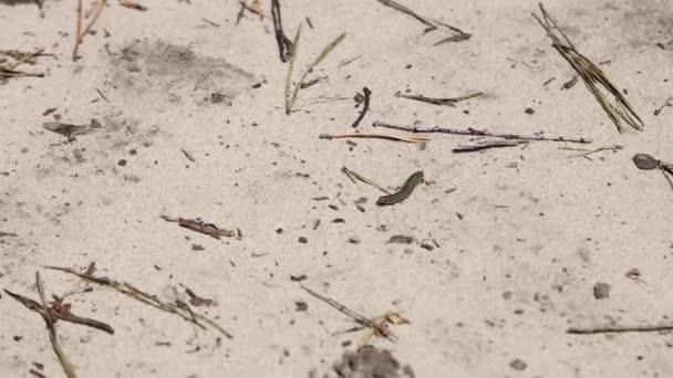绿色的小毛毛虫在森林的沙滩上爬行 被松针覆盖的地面 闭路追踪拍摄 乌克兰 — 图库视频影像
