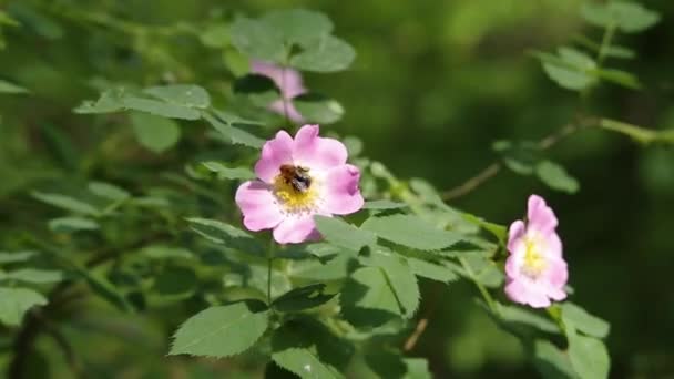 Bumblebee Zbieranie Nektaru Kwitnącej Rosa Canina Pies Róża Briar Różowy — Wideo stockowe