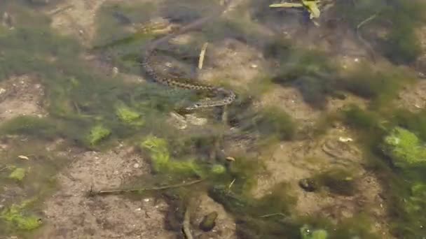 Serpent vermiculé (Natrix natrix) nageant rapidement et chassant les poissons près de la rive du lac. Multitude de petits poissons et d'algues vertes dans l'eau. Prise de vue rapprochée. Europe, Ukraine, Kiev 