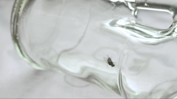 Fly Stuck Alcohol Residue Bottle Moving Its Legs Helplessly Vain — Stock Video