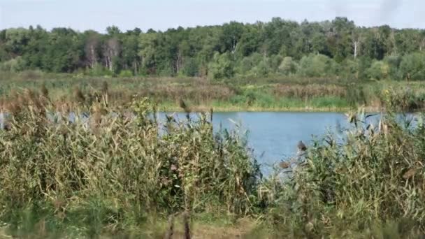 Floresta Cena Lago Vento Sopra Árvores Juncos Comuns Phragmites Australis — Vídeo de Stock