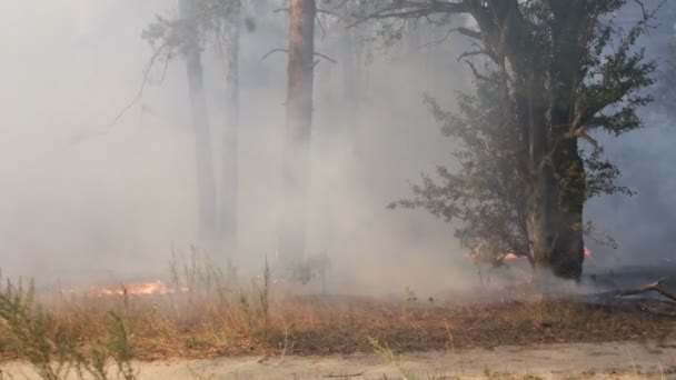 Incendio Forestal Humo Árboles Quemados Vegetación Suelo Los Remolinos Viento — Vídeos de Stock
