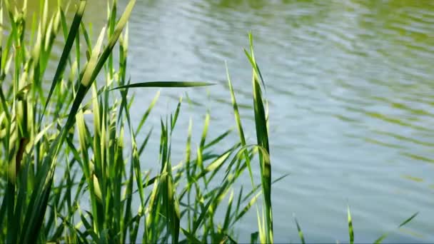 翠绿的森林湖景 水面上荡漾着涟漪 普通的芦苇在风中摇曳 阳光灿烂的夏日 没有人 — 图库视频影像