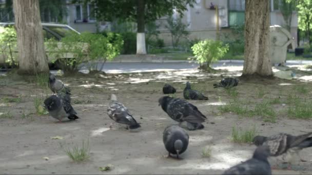 Palomas Alimentándose Tierra Persiguiendo Defecando Escena Urbana Verano Edificio Calle — Vídeo de stock