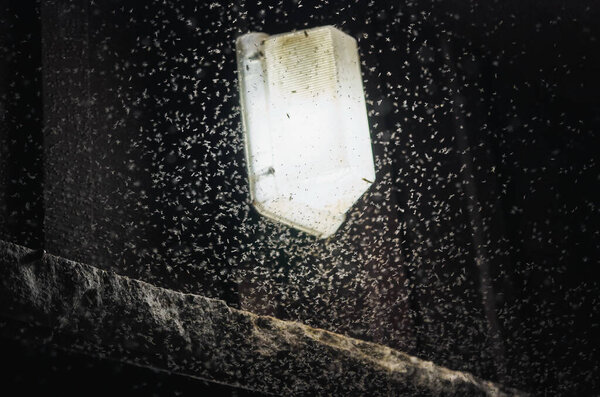 Комары роятся возле света ночью. Фото с шумовым зерном
