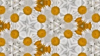 Gerbera çiçekleri makro, parlak beyaz, sarı ve turuncu renkler. 4k 'lık dikişsiz döngü. Doğal çiçek arkaplanı