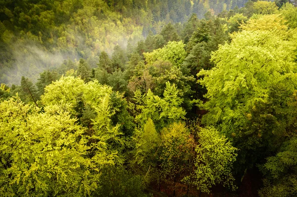 Floresta verde grande em montanhas — Fotografia de Stock